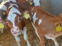 牛只（批次，未指定性别）, Simmental cattle — 照片 2