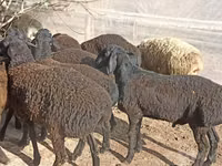 Sheep (batch, sex not specified), Tajik sheep — photo 4