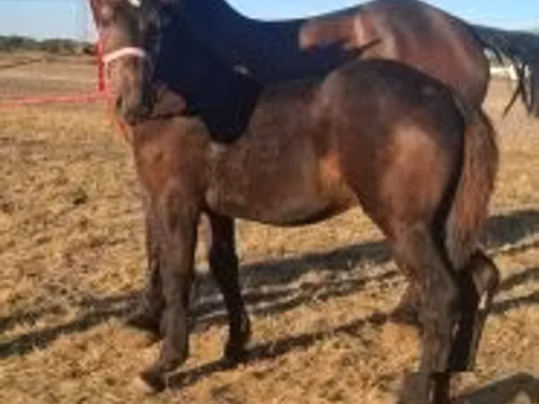 Hengst, Percheron