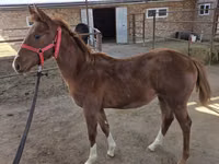 公马, Thoroughbred horse — 照片 2