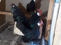 Chickens — फ़ोटो 1