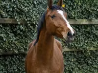 Caballo, Caballos — foto 3