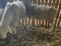 母羊, Merinoland sheep — 照片 1