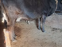 Vache, Bovins — photo 4