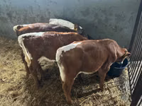 मवेशी (लॉट, लिंग निर्दिष्ट नहीं), Simmental cattle — फ़ोटो 3