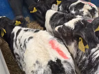 أبقار (دفعة، الجنس غير محدد), Simmental cattle — الصورة 3