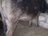Vache, Race Alatauskaya — photo 2