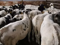 牛只（批次，未指定性别）, Simmental cattle — 照片 2