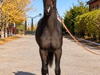 Stute, Akhal-Teke — Foto 2