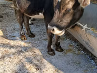 Vache, Race Alatauskaya — photo 5