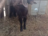 Billy Goat, Damask goat — photo 1