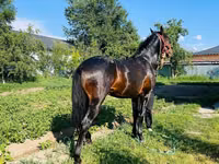 公马, Swedish warmblood horse — 照片 7