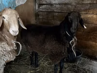 Bélier, Rhon sheep — photo 6