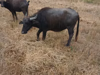 母牛, African Buffalo — 照片 3