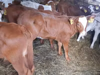 सांड, Simmental cattle — फ़ोटो 1