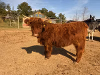 Vache, Highland — photo 6