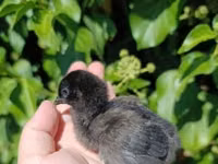 Chickens — photo 5