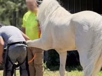 حصان, Kentucky mountain daddle horse — الصورة 5