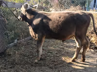 公牛, Swiss cattle — 照片 4