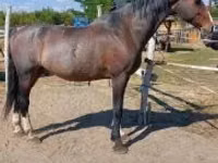 Hengst, Dutch warmblood horse — Foto 5