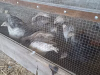 Slowenische Silberne Henne — Foto 6