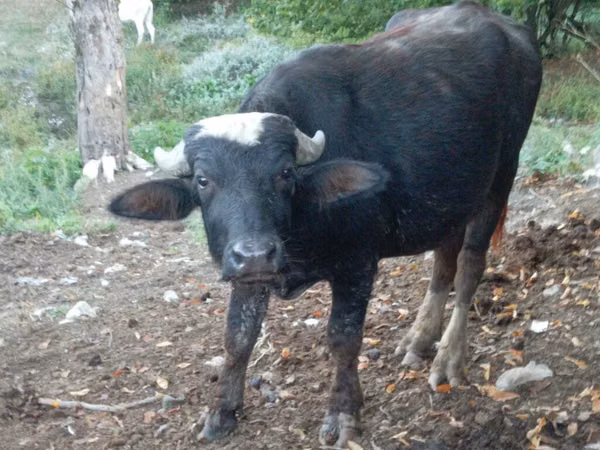 公牛, African Buffalo