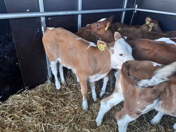 公牛, Simmental cattle