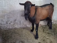 Boucs, Italian Alpine goat — photo 3