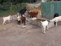 Billy Goat, Pomellata goat — photo 5