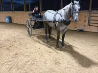 公马, Horses — 照片 6
