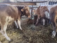 بقرة, Simmental cattle — الصورة 2