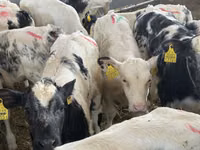 أبقار (دفعة، الجنس غير محدد), Simmental cattle — الصورة 4