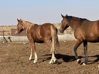 Mare, Arabian horse — photo 7