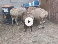 母羊, Sheep — 照片 4