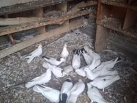 Chickens — 照片 3