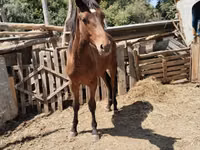 Hengst, Thoroughbred horse — Foto 2