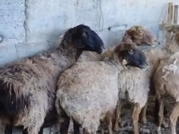 Bélier, Moutons