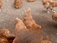 आईएसए ब्राउन — फ़ोटो 4