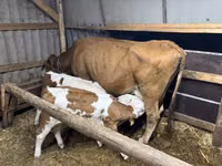 गाय, Simmental cattle — फ़ोटो 1