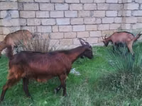 Chèvre, Alpine goat — photo 3