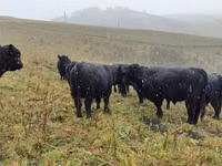 母牛, Galloway cow — 照片 4