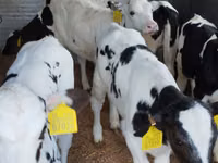 मवेशी (लॉट, लिंग निर्दिष्ट नहीं), Russian Black pied cattle — फ़ोटो 3
