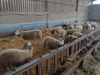 Oveja, Rouge de l’Ouest sheep — foto 2