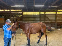 Horse (M), Standardbred — photo 3
