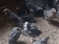 Chickens — photo 2