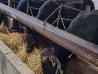 Bull, Karaku — photo 4