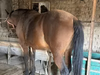 Hengst, Manipuri pony — Foto 6