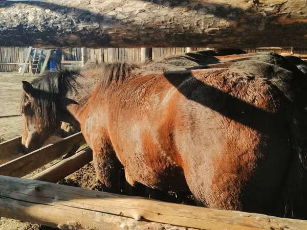 Cheval, Kustanai horse