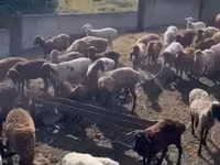 母羊, Edilbay sheep — 照片 6