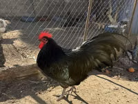 Chickens — photo 1